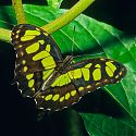 Butterfly, La Paz Waterfall Gardens, Costa Rica.