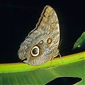 Butterfly, La Paz Waterfall Gardens, Costa Rica.