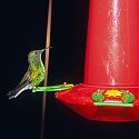 Humming Bird, La Paz Waterfall Gardens, Costa Rica.