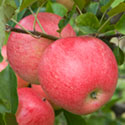 Apple - Malus domestica 'Discovery'