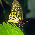 Cairns Birdwing, Queensland, Australia.