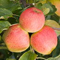 Apple - Malus domestica 'Elstar'