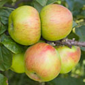 Apple - Malus domestica 'Lane's Prince Albert'