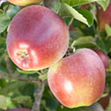 Apple - Malus domestica 'Spartan'