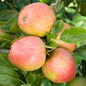 Apple - Malus domestica 'Adam's Pearmain'