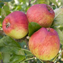 Apple - Malus domestica 'Malling Kent'