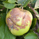 Apple Scab