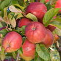 Apple - Malus domestica 'Gloster 69'