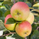 Apple - Malus domestica 'Blenheim Orange'