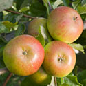 Apple - Malus domestica 'Pixie'