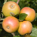 Apple - Malus domestica 'Ashmead's Kernel'