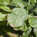 Apple Leaf Miner damage