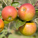 Apple - Malus domestica 'Suntan'