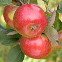 Apple - Malus domestica 'Bramley's Seedling'