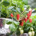 Strawberry -  Fragaria x ananassa 'Gariguette'