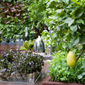 Freshly Prepped by Aralia