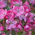 Crab Apple Blossom - Malus 'Rudolph'