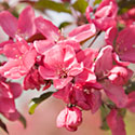 Crab Apple Blossom - Malus x moerlandsii 'Liset'