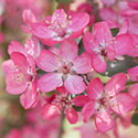 Crab Apple Blossom - Malus 'Jacques Mathon'