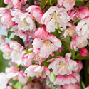 Crab Apple Blossom - Malus 'Van Eseltine'