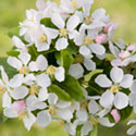 Crab Apple Blossom - Malus x robusta 'Red Sentinel'