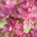 Crab Apple Blossom - Malus 'Wisley Crab'
