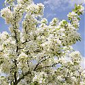 Crab Apple Blossom - Malus 'Silver Drift'