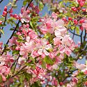 Crab Apple Blossom - Malus prunifolia 'Cheal's Crimson'