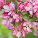 Crab Apple Blossom - Malus 'Indian Summer'