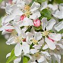 Crab Apple Blossom - Malus 'Sun Rival'