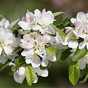 Crab Apple Blossom - Malus x atrosanguinea 'Gorgeous'