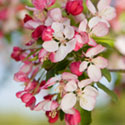Crab Apple Blossom - Malus x scheideckeri 'Exzellenz Thiel'