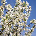 Crab Apple Blossom - Malus 'Evereste'