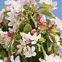 Crab Apple Blossom - Malus x zumi 'Golden Hornet'