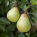 Pear - Pyrus communis 'Williams' Bon Chretien'