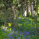 Bluebells, Blakenham Woodland Garden, Suffolk