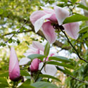 Magnolia 'Star Wars', Blakenham Woodland Garden, Suffolk