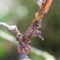 Papery Bark Canker on apple