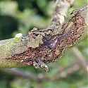 Apple Canker