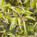 Leaf curl on young pear foliage
