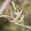 Apple Mildew