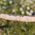Rabbit damage on lower branch of apple tree