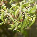 Aphid damage on plum (damson) leaf
