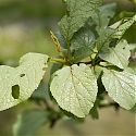 Silver Leaf on plum tree