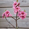 Nectarine blossom - Prunus persica var. nectarina 'Nectarella' 