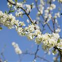 Plum Blossom - Prunus domestica 'Avalon' (on St. Julien 'A' rootstock)
