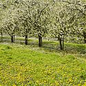 Plum Trees in Blossom - Prunus domestica 'Avalon' (on St. Julien 'A')