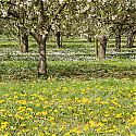 Plum Trees in Blossom - Prunus domestica 'Avalon' (on St. Julien 'A')