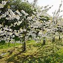 Sweet cherry trees in blossom