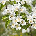 Pear blossom - Pyrus communis 'Concorde'